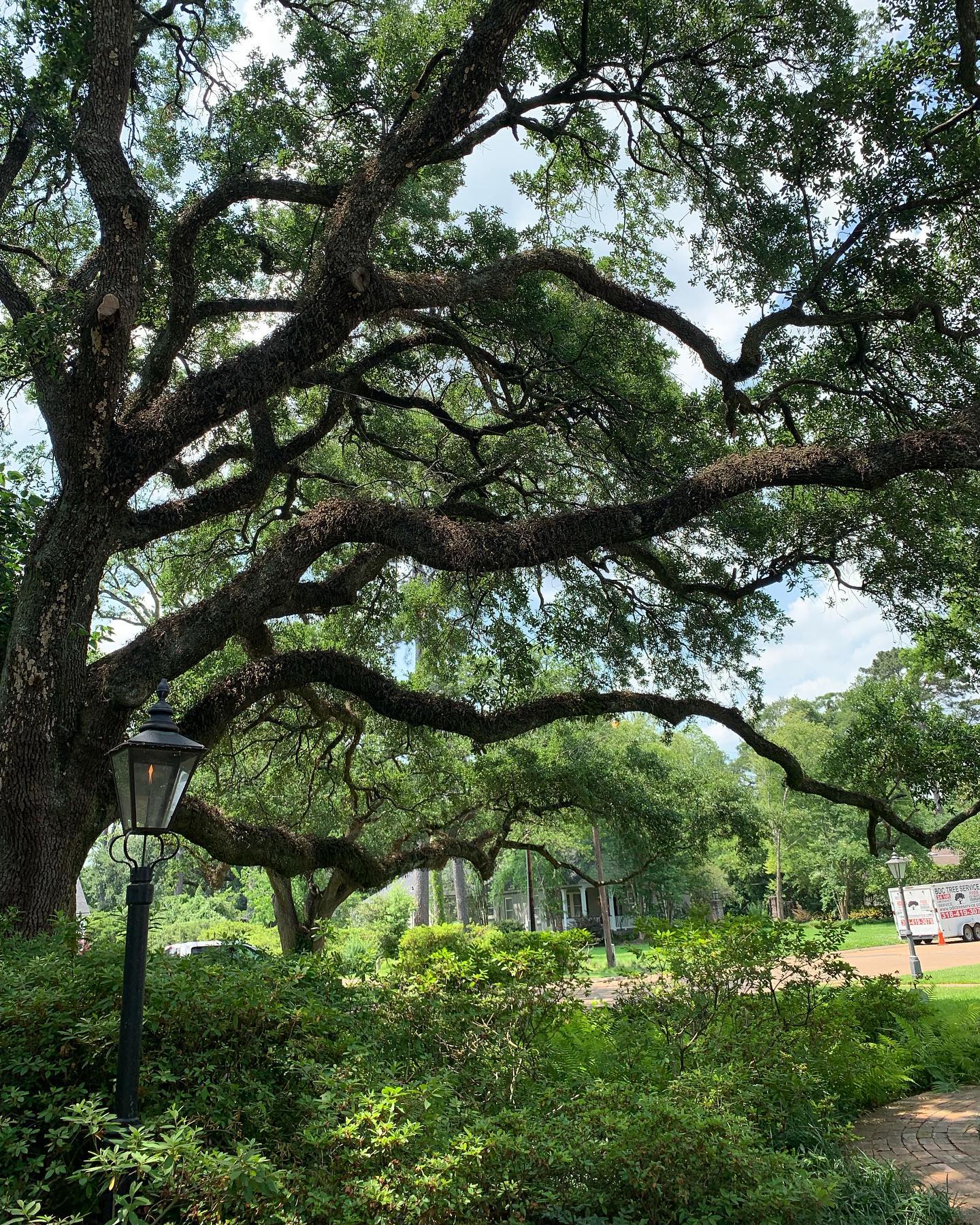 tree fertilization