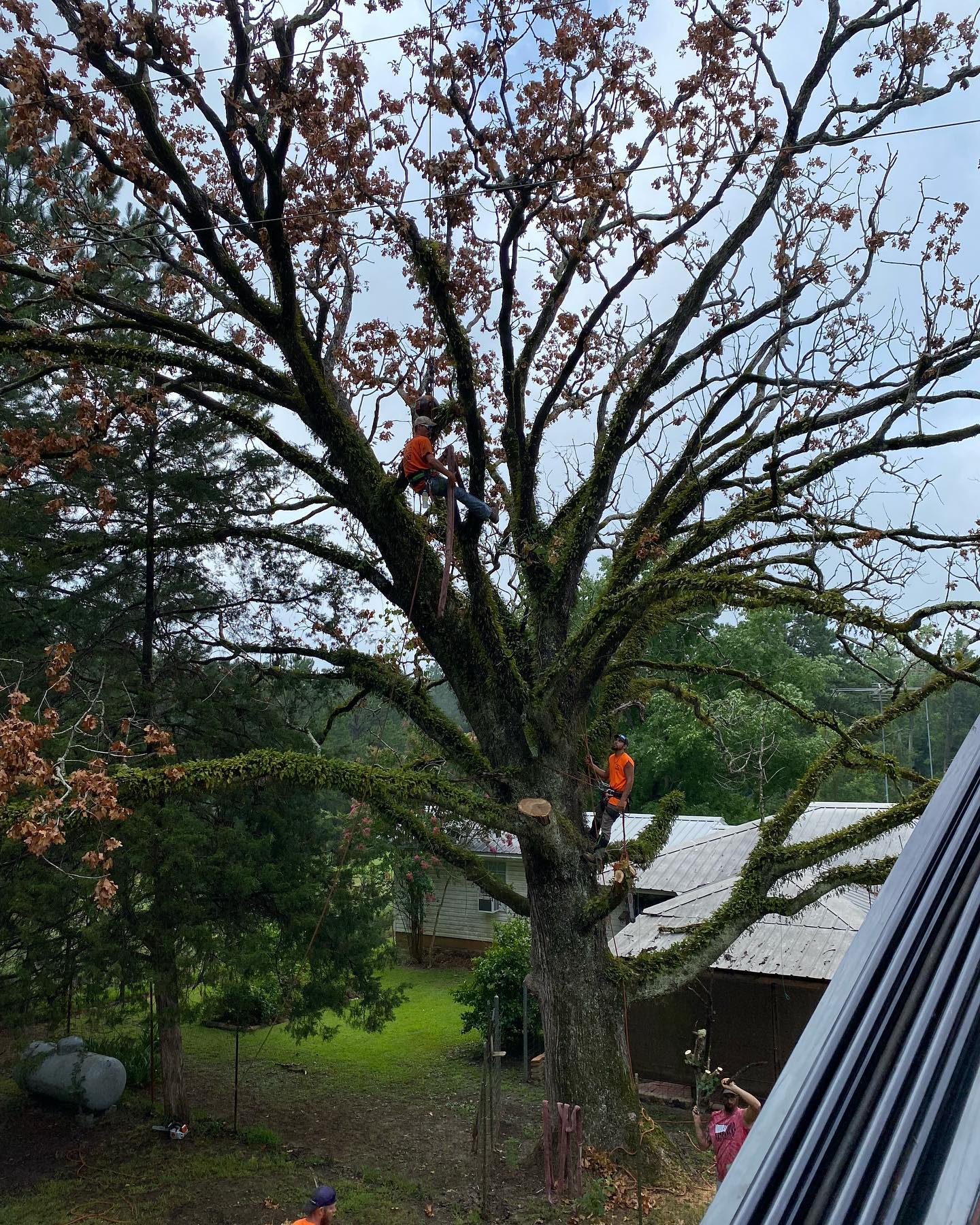 tree trimming